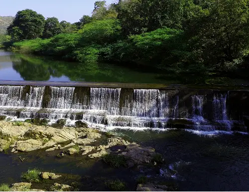 Polo Forest